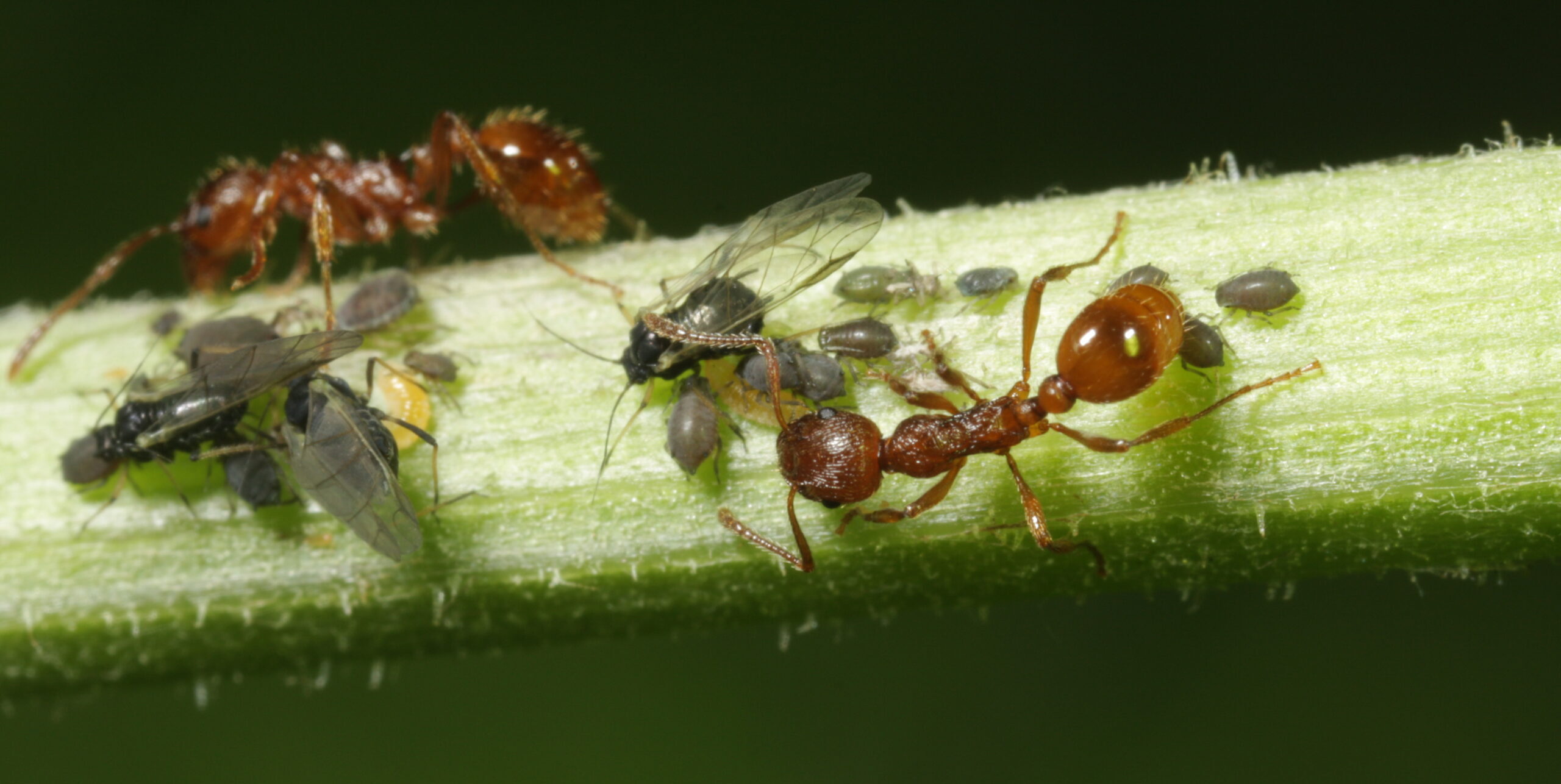 fourmis et pucerons