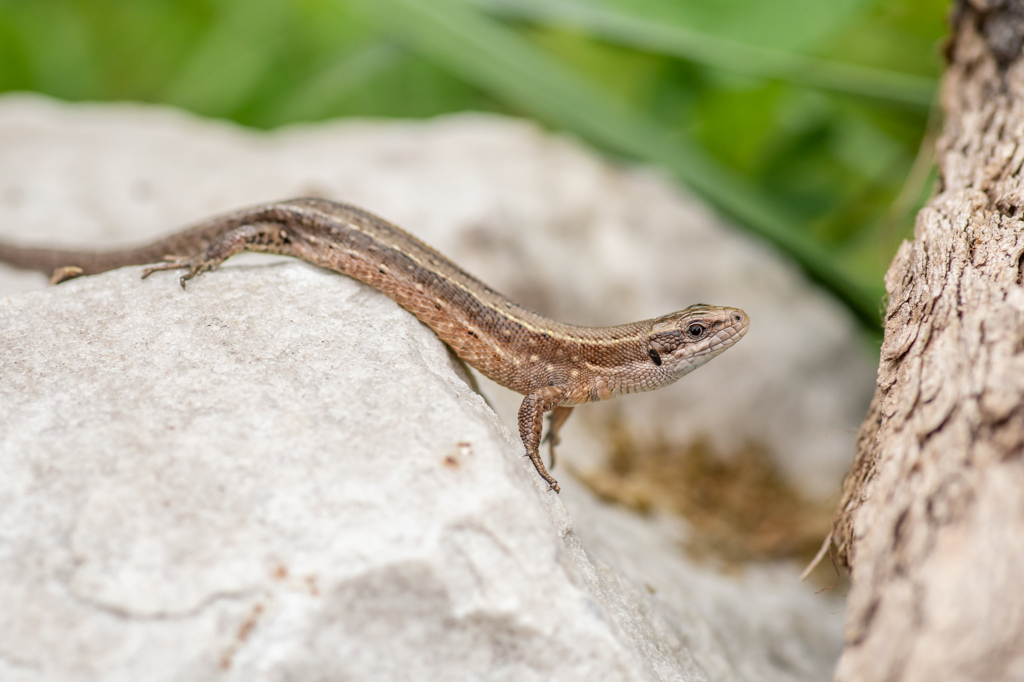 lézard