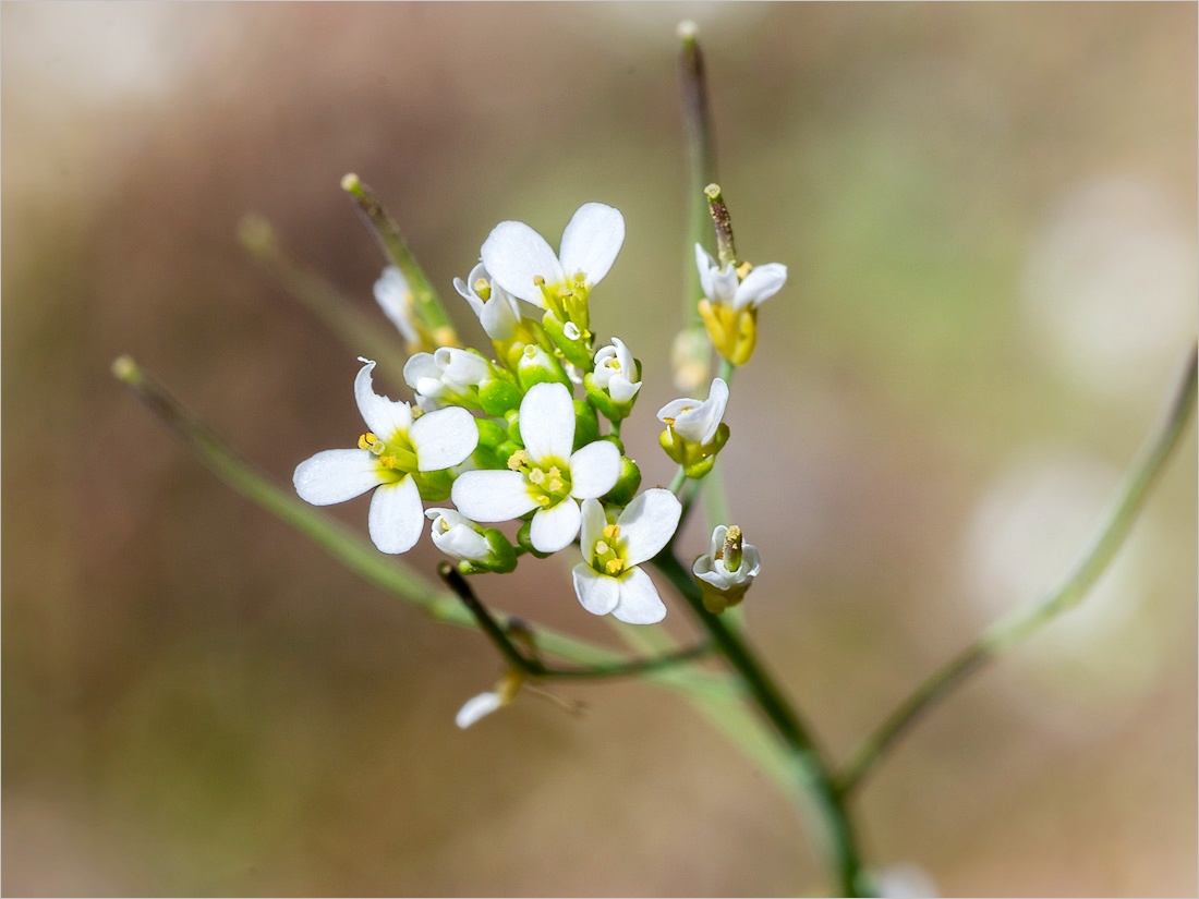 Arabidopsis Thaliana