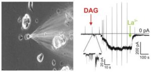 Patch clamp sur neurone récepteur olfactif in vitro