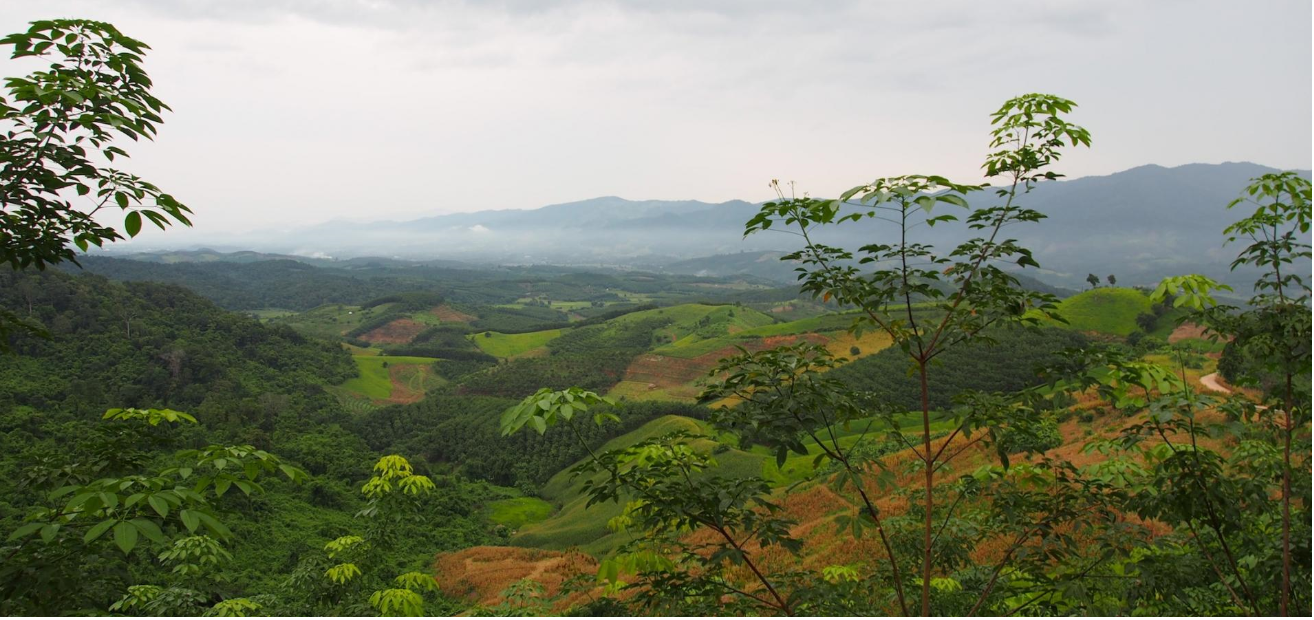 Paysage agricole asiatique