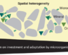 spatial heterogeneity