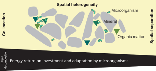 spatial heterogeneity