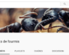 chaîne youtube fourmis