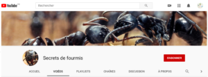 chaîne youtube fourmis