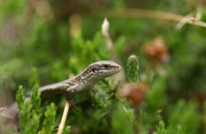 Lézard vivipare