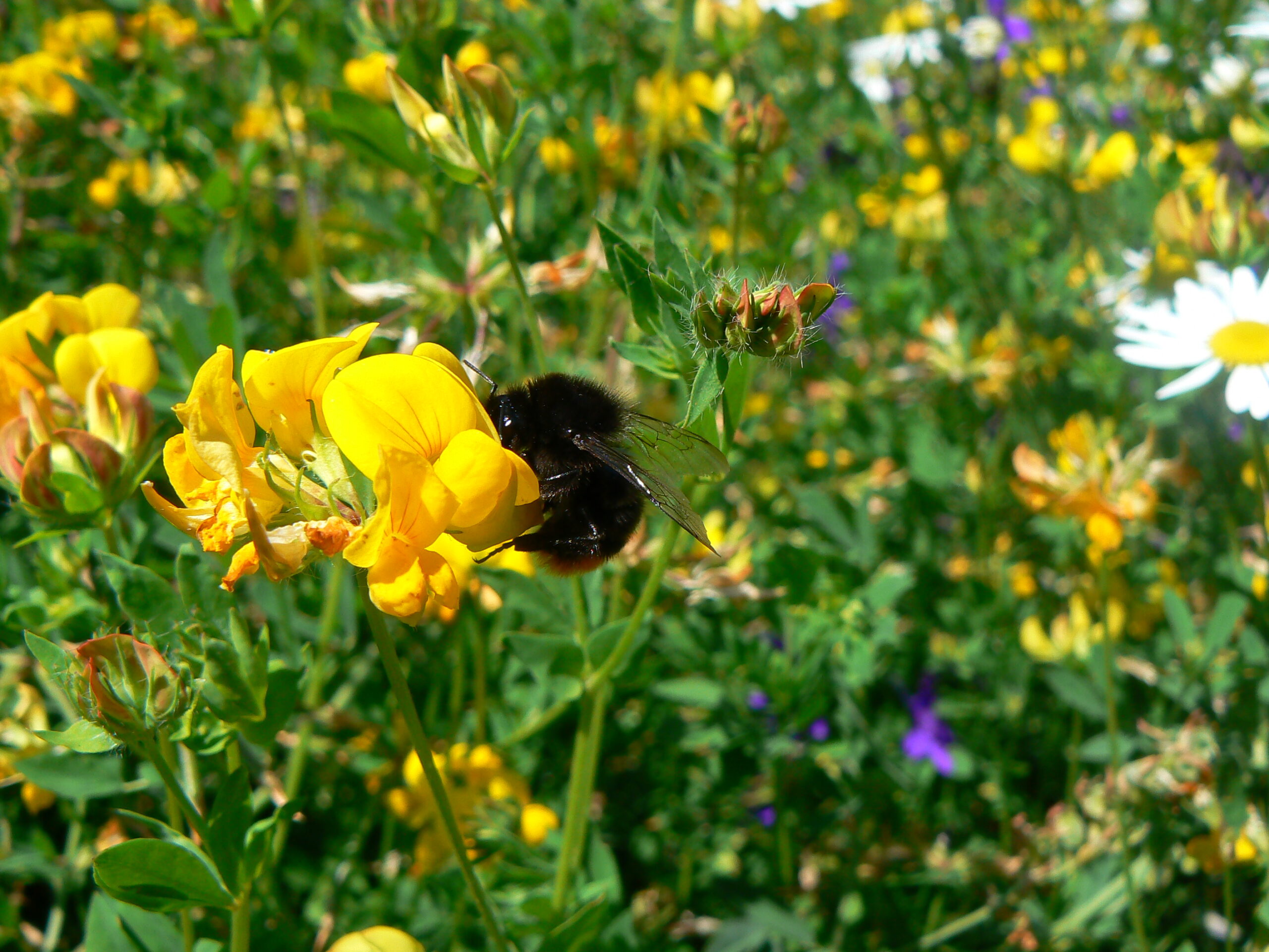 Bourdon B lapidarius