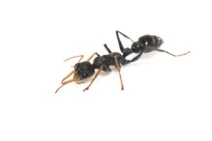 ourmi Myrmecia croslandi