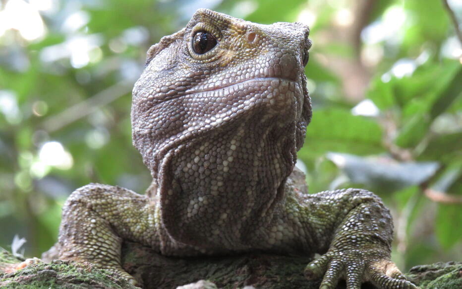 Le tuatara,