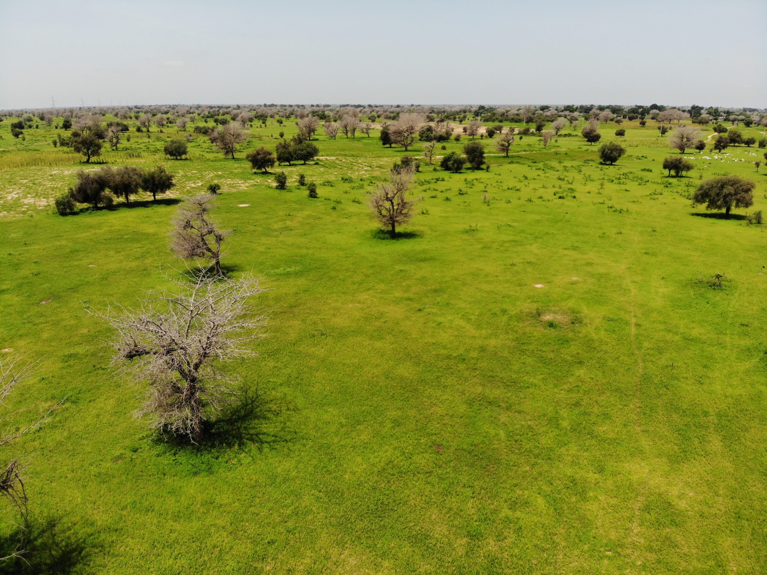 Paysage sahélien, région de Bambey, Sénégal, en septembre 2022