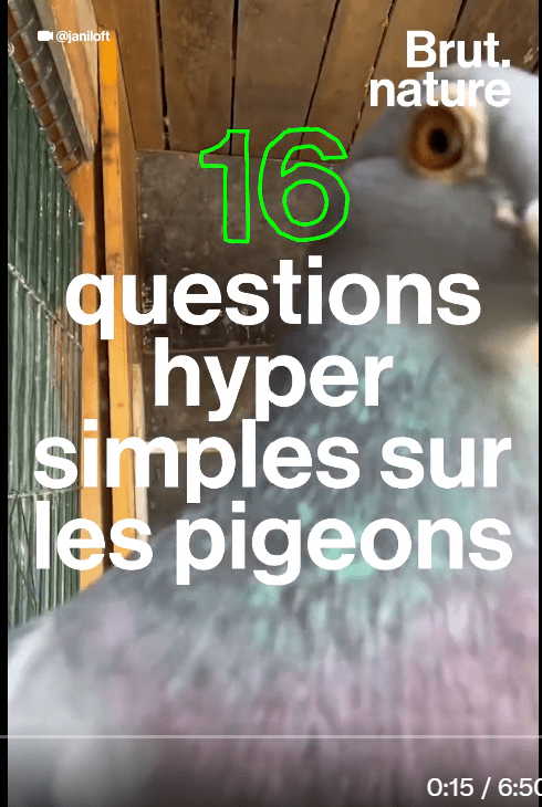 Couverture video pigeon brut