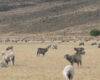 Paturage-patagonie-Valeria-Aramayo