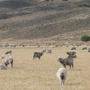 Paturage-patagonie-Valeria-Aramayo