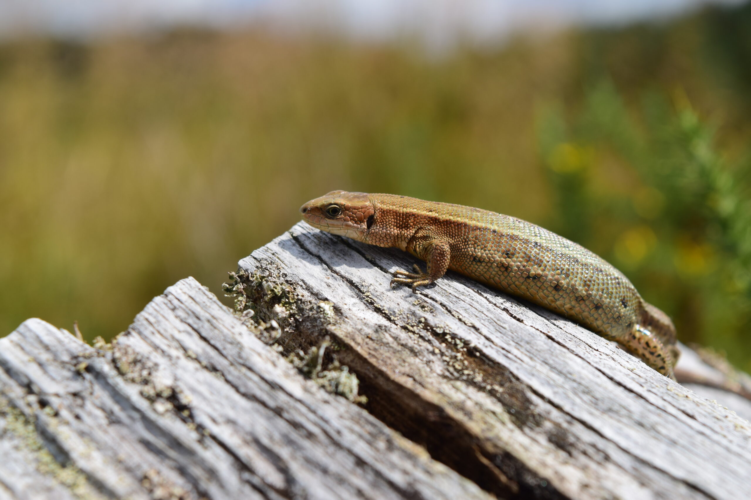 La femelle de lézard vivipare (Zootoca vivipara) est sensible à la déshydratation et la chaleur nocturne pendant la gestation. Crédits : George A. Brusch IV