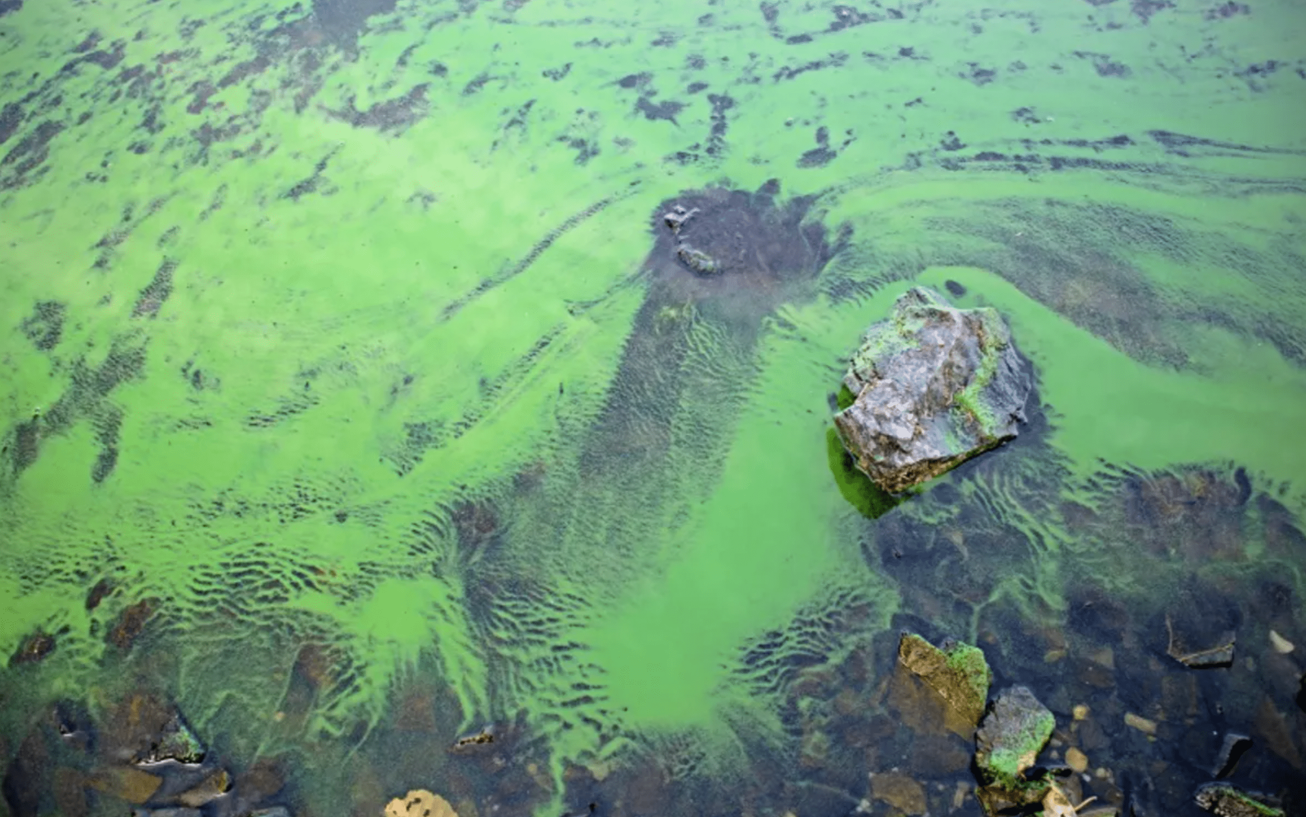 Des cyanobactéries, algues toxiques, ont été détectées dans des points d'eau d'Ile-de-France (image d'illustration, d'un lac près de Toulouse). — Marvod.png