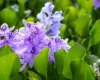 La jacinthe d'eau Pontederia Crassipes est l'une des espèces exotiques les plus envahissantes, présentes dans 74 régions. ©Getty - Emma Grimberg