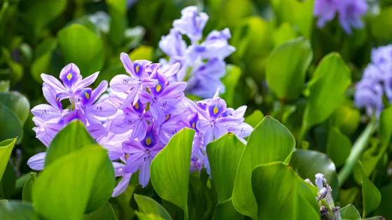 La jacinthe d'eau Pontederia Crassipes est l'une des espèces exotiques les plus envahissantes, présentes dans 74 régions. ©Getty - Emma Grimberg