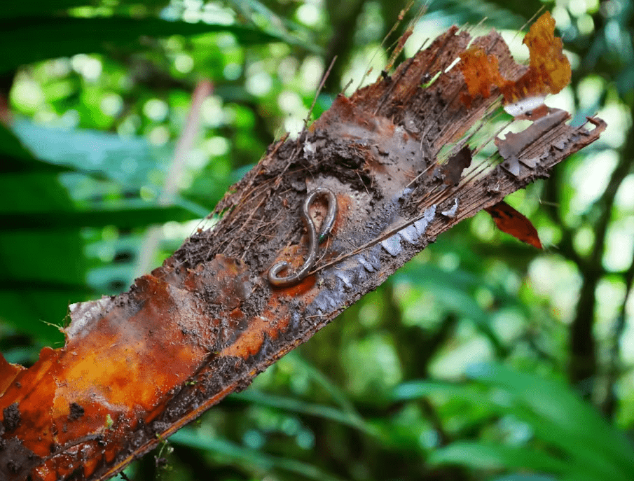 Photographie d’un ver de terre en Martinique (genre Dichogaster) dans une Broméliacée. Mathieu Coulis